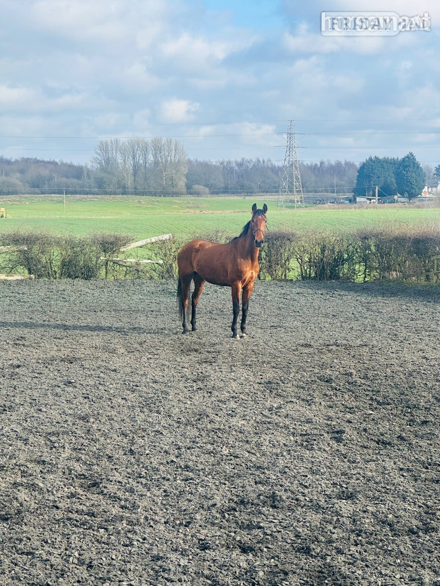"VALIENTE " Bay Gelding Spanish / Iberian Horse - 