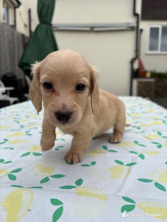 Stunning KC Reg PRA Clear Mini Long Haired Dachshunds