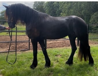 "Kendall" Black Filly Youngstock / Foal