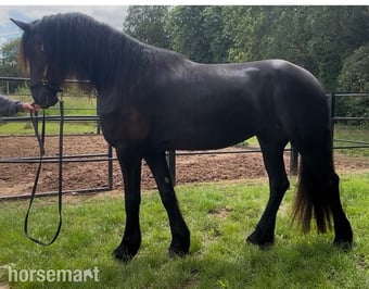 "Kendall" Black Filly Youngstock / Foal
