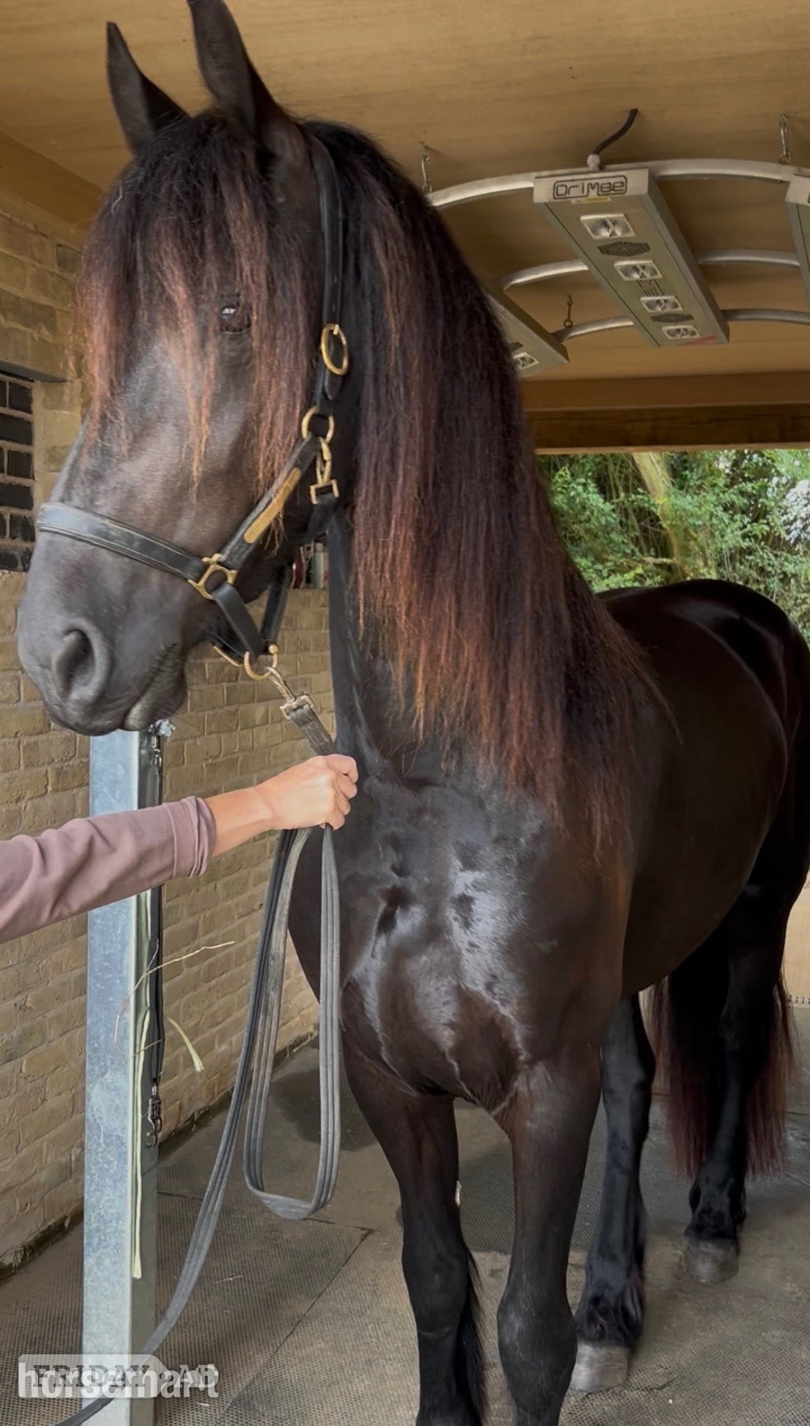 "Kendall" Black Filly Youngstock / Foal