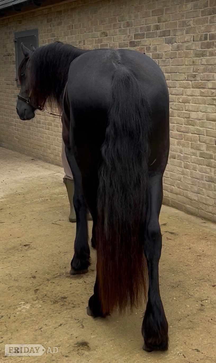 "Kendall" Black Filly Youngstock / Foal - Horses