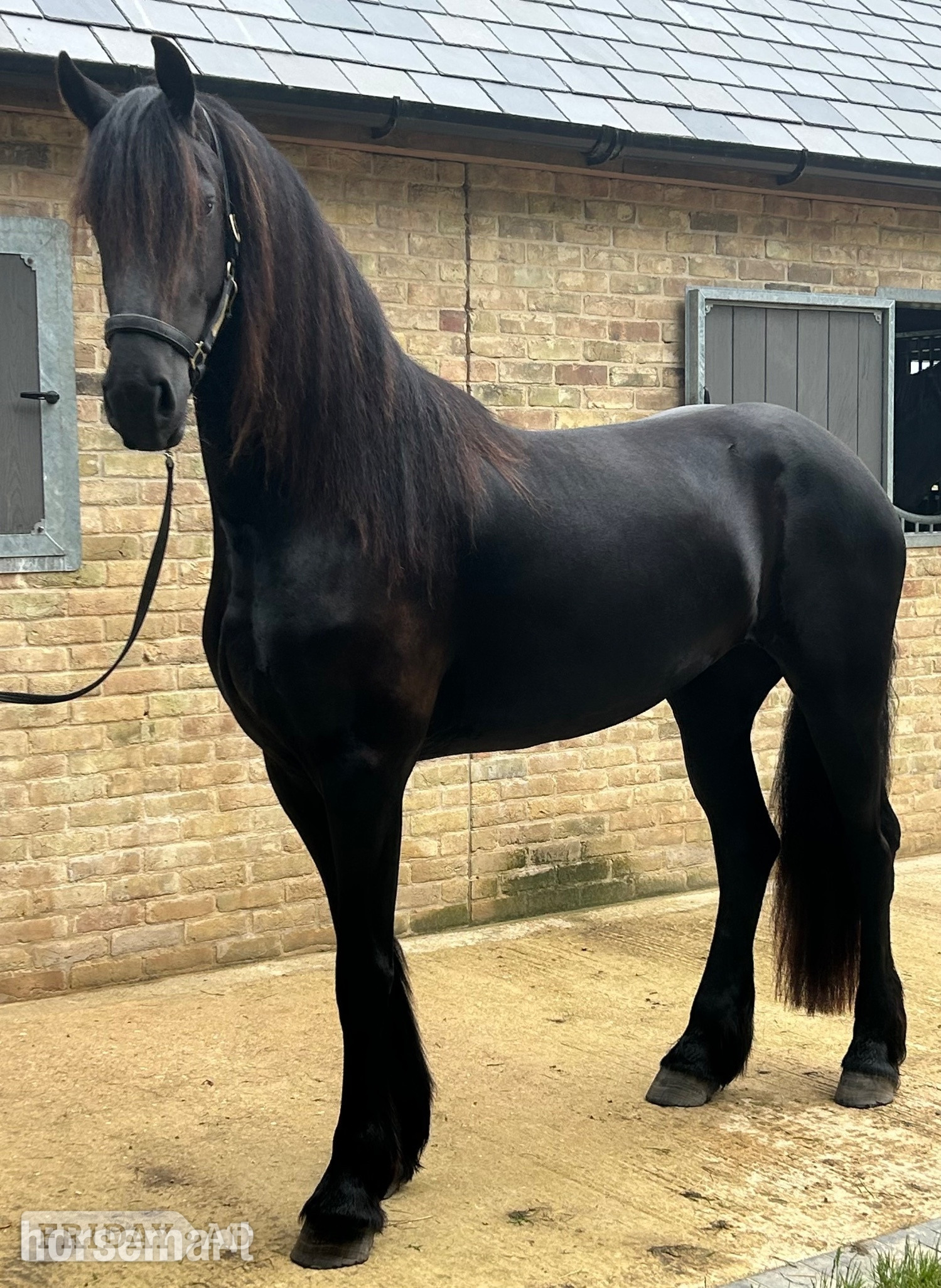 "Kendall" Black Filly Youngstock / Foal - Horses in Cambridge