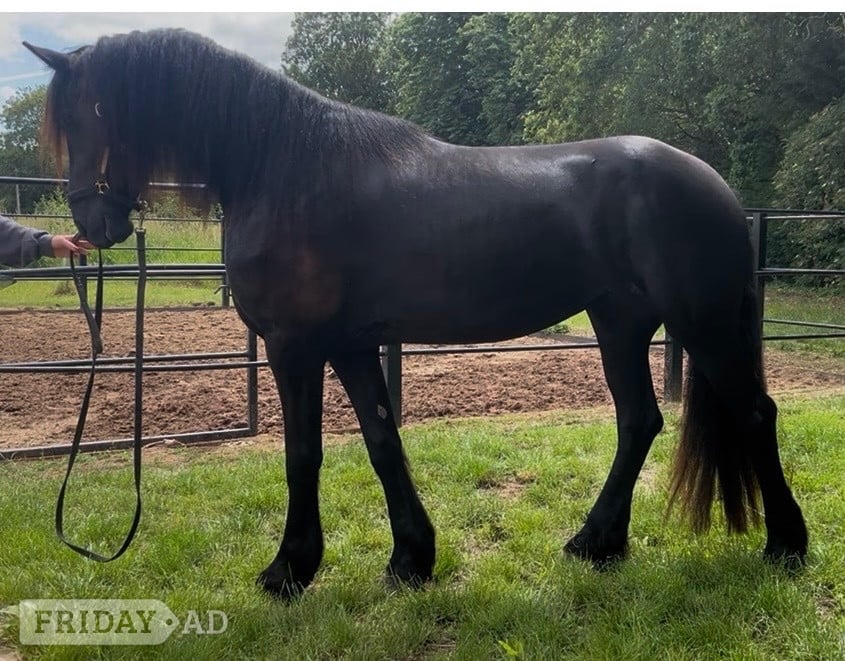 "Kendall" Black Filly Youngstock / Foal in Cambridge