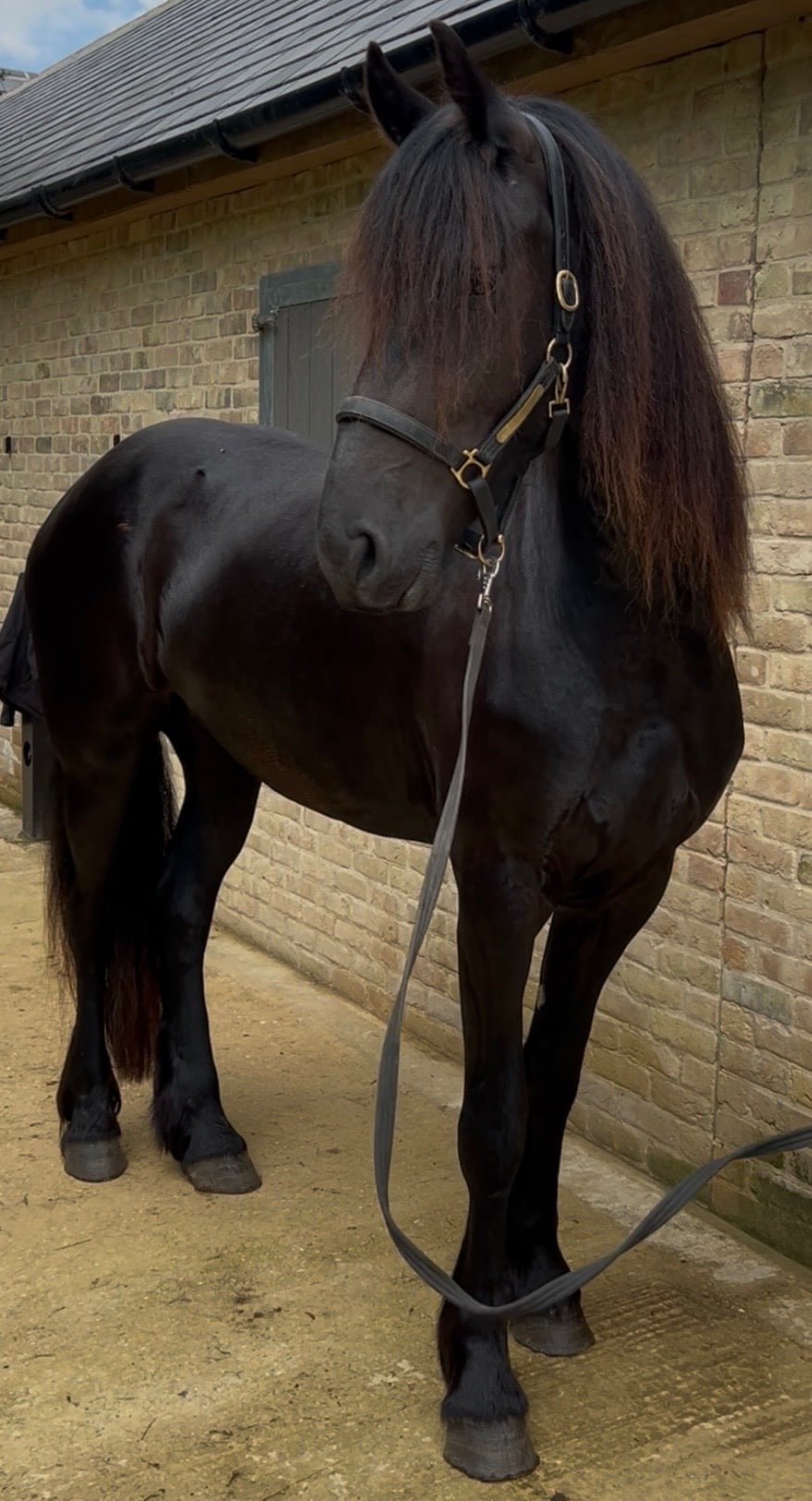 Cambridge "Kendall" Black Filly Youngstock / Foal