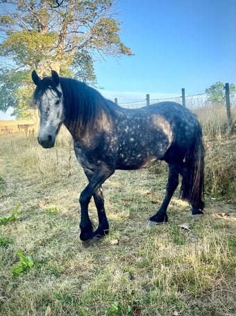 "Oscar" Dapple Grey Gelding Dressage Horse
