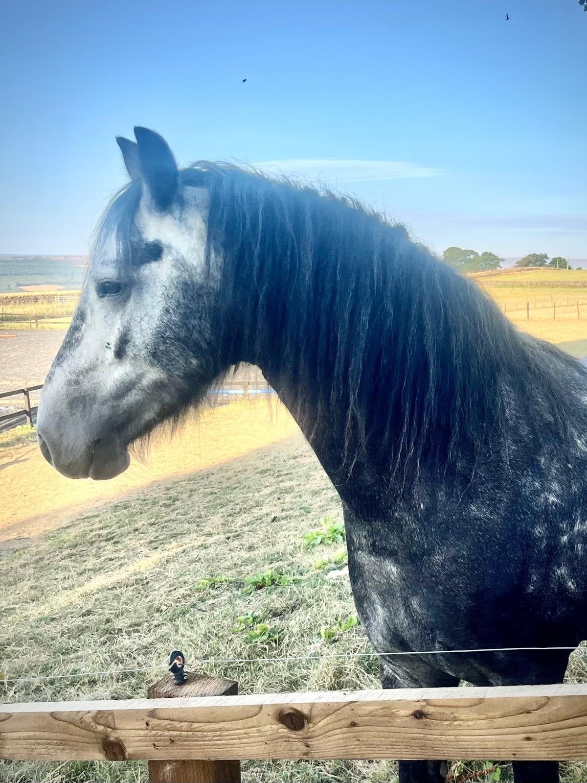 "Oscar" Dapple Grey Gelding Dressage Horse