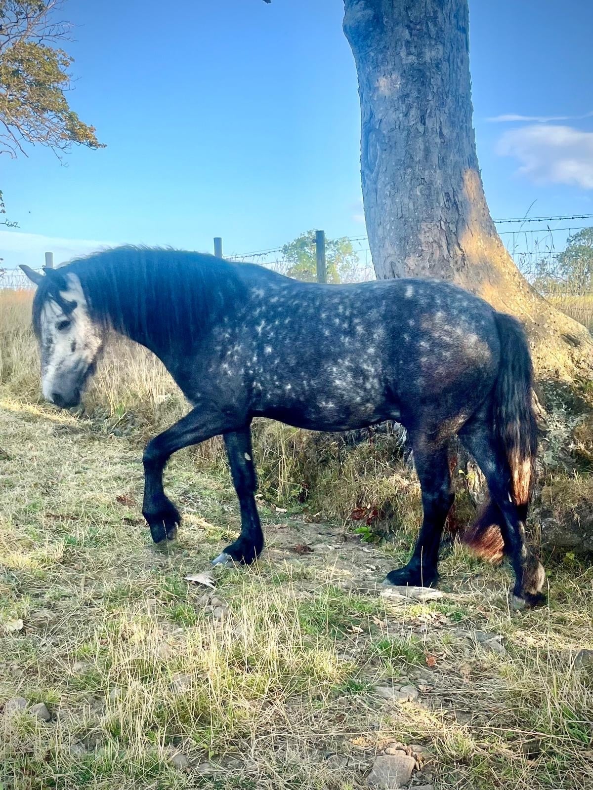 "Oscar" Dapple Grey Gelding Dressage Horse - Horses in Durham