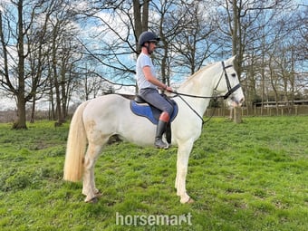 "Blue" Blue &amp; White Gelding All Rounder