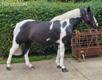 "rooney" Piebald Gelding Project Horse