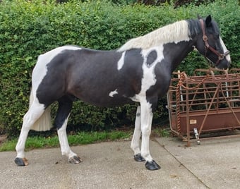 "rooney" Piebald Gelding Project Horse