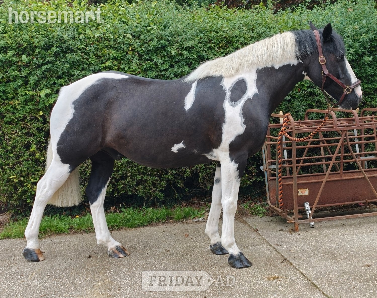 "rooney" Piebald Gelding Project Horse in Lancaster