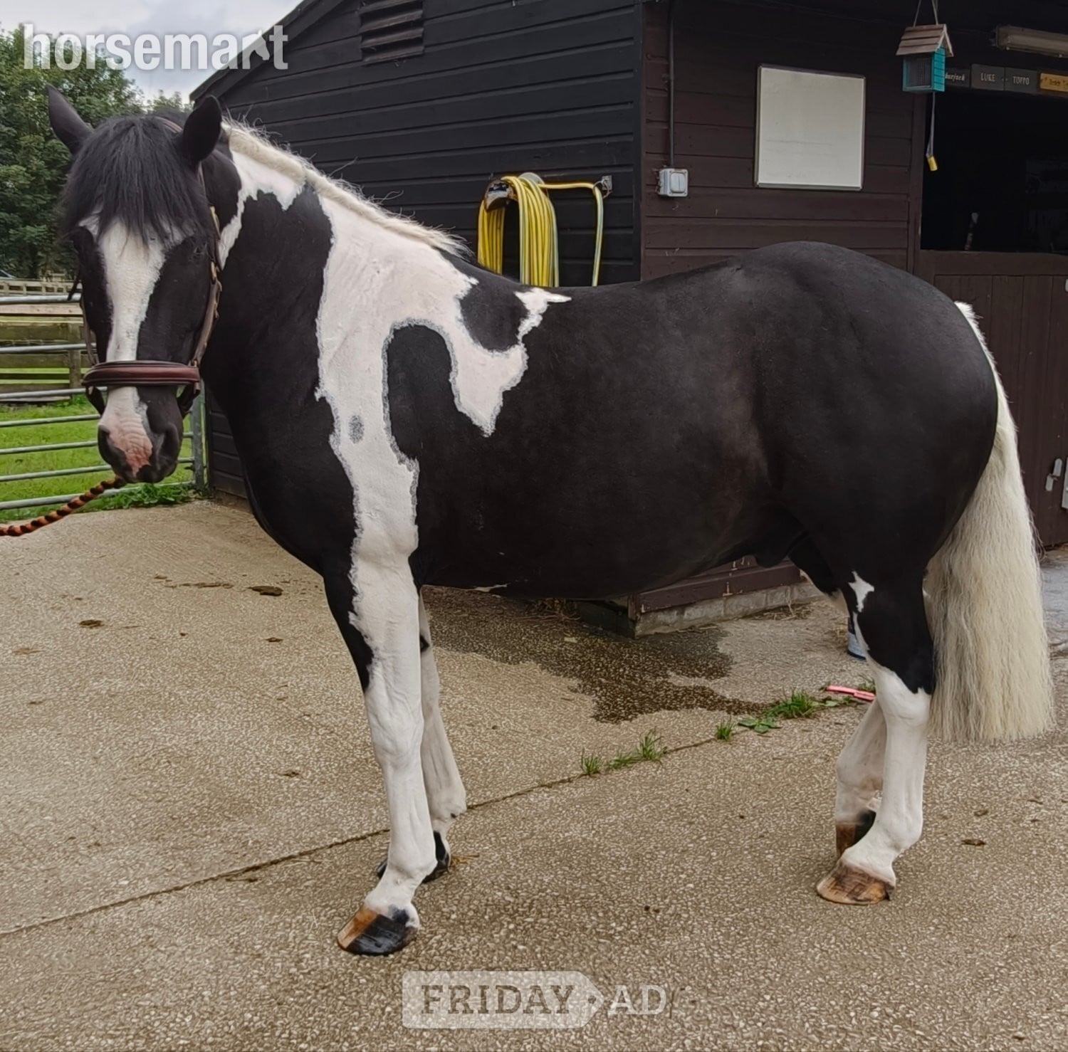 "rooney" Piebald Gelding Project Horse