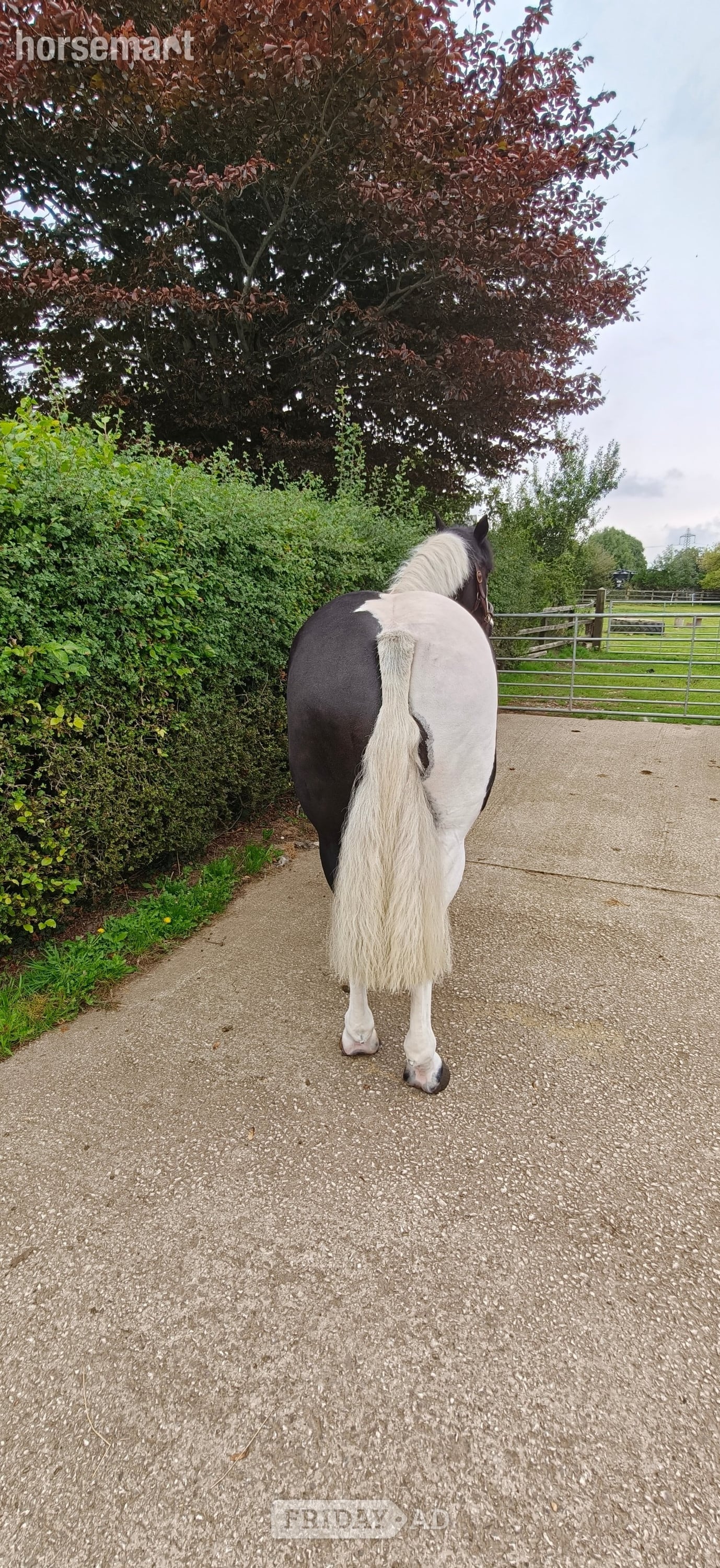 Lancaster "rooney" Piebald Gelding Project Horse