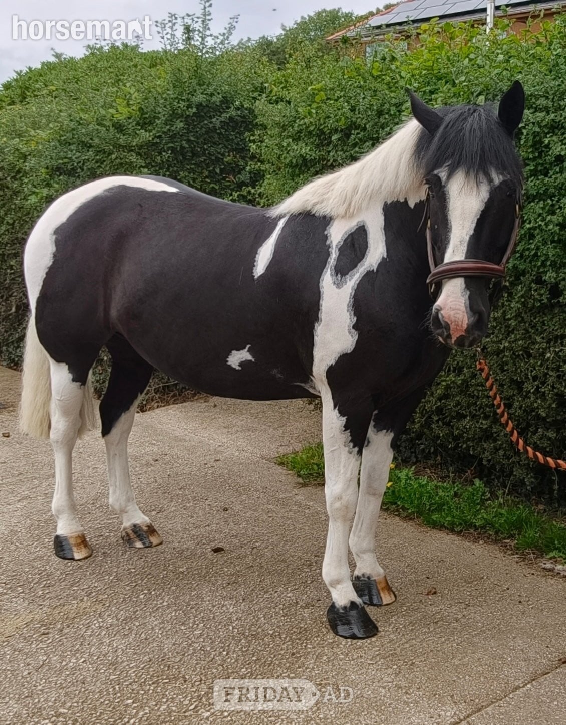 "rooney" Piebald Gelding Project Horse - Horses in Lancaster