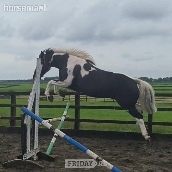 "rooney" Piebald Gelding Project Horse - Horses