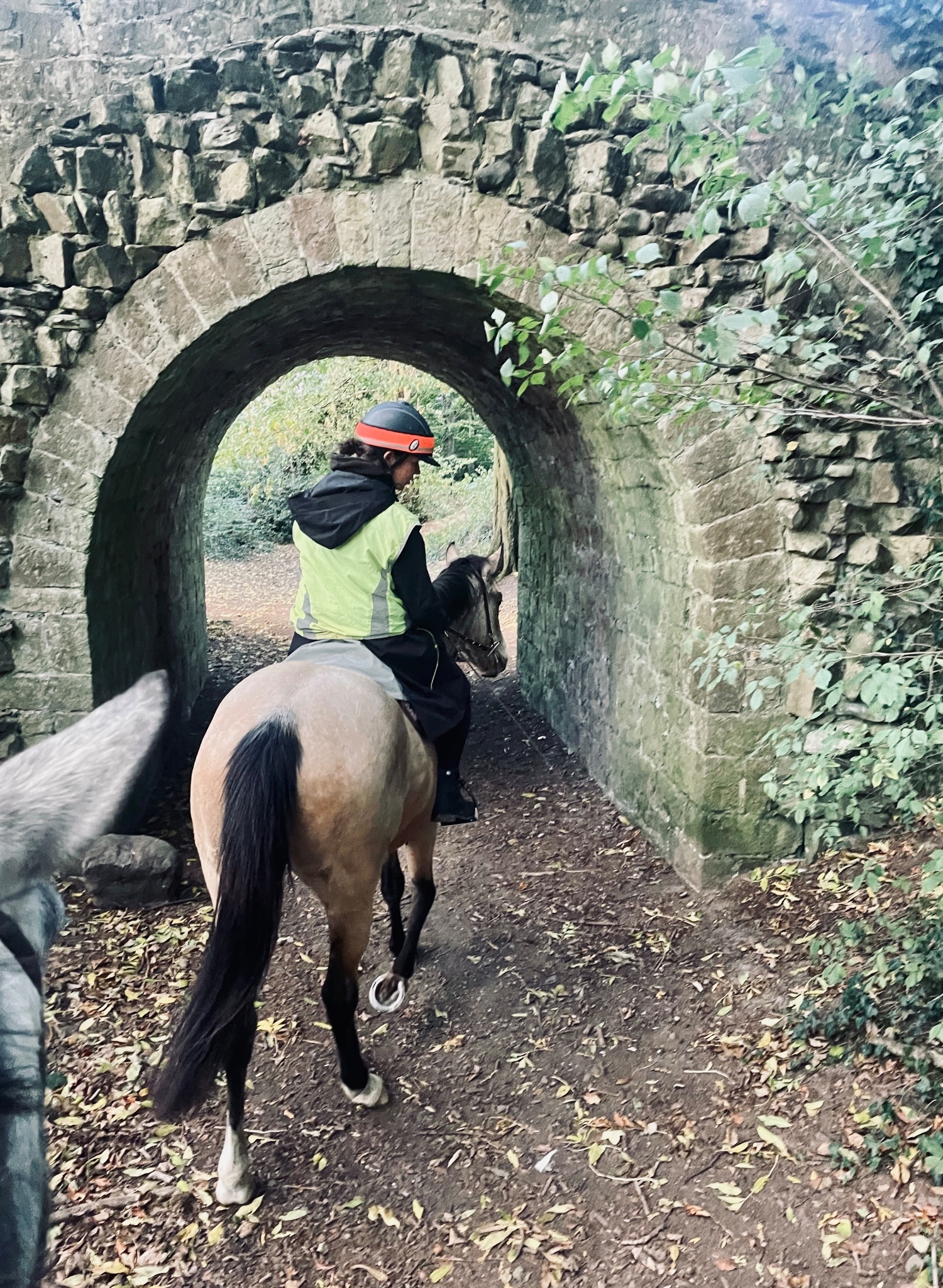"Clonlion Mia" Dun Mare All Rounder