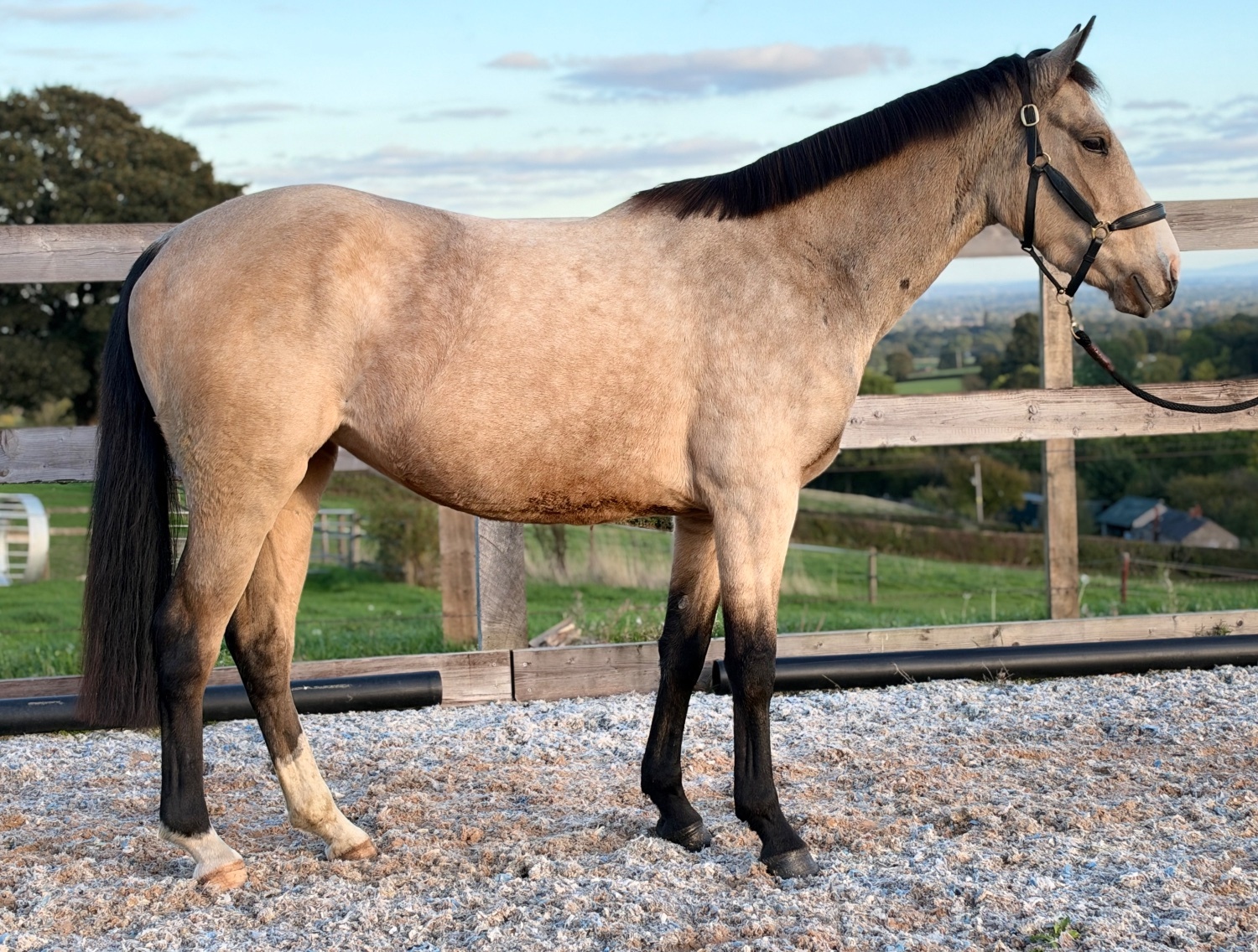 "Clonlion Mia" Dun Mare All Rounder - Horses in Oswestry