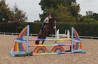 "Cupcake " Bay Mare All Rounder