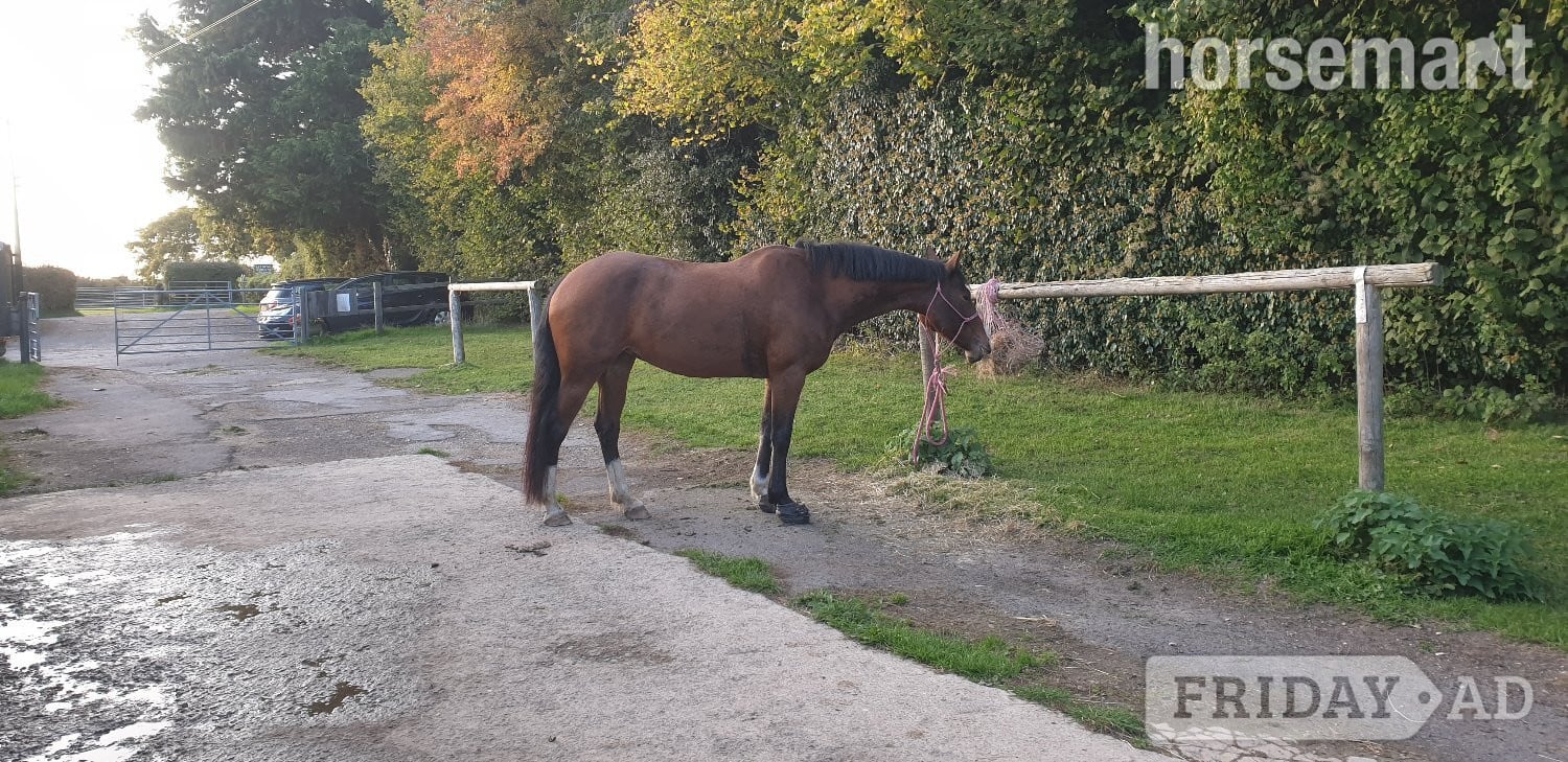 "Cupcake " Bay Mare All Rounder - Horses