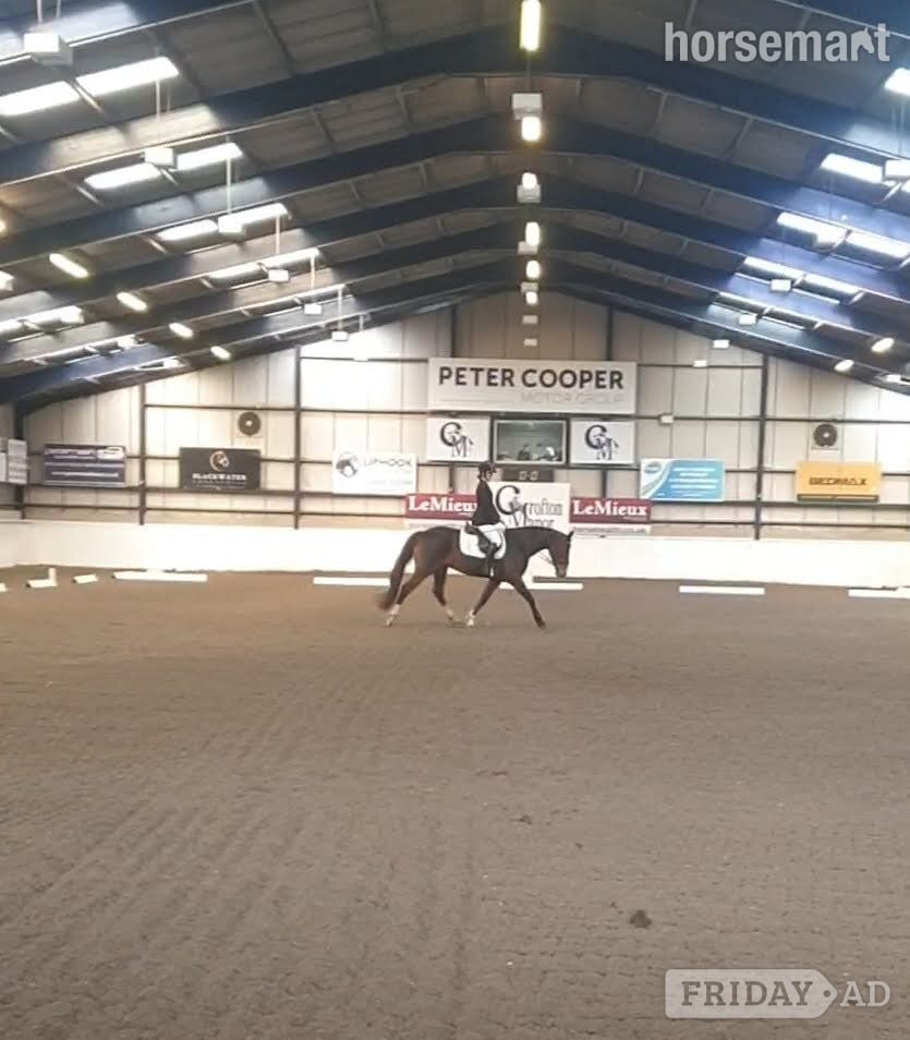 "Cupcake " Bay Mare All Rounder - Horses in Petersfield