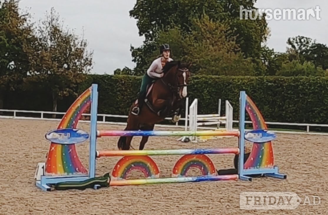 "Cupcake " Bay Mare All Rounder in Petersfield