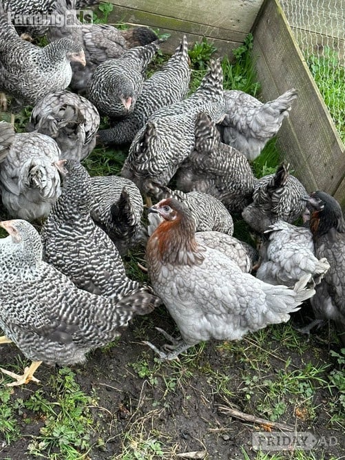 Pilling Barred Marans - Point of Lay Hens