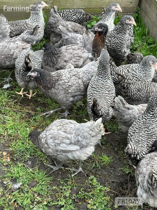 Barred Marans - Point of Lay Hens - Poultry in Pilling