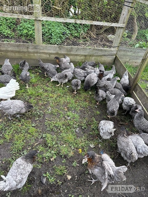 Barred Marans - Point of Lay Hens - Poultry