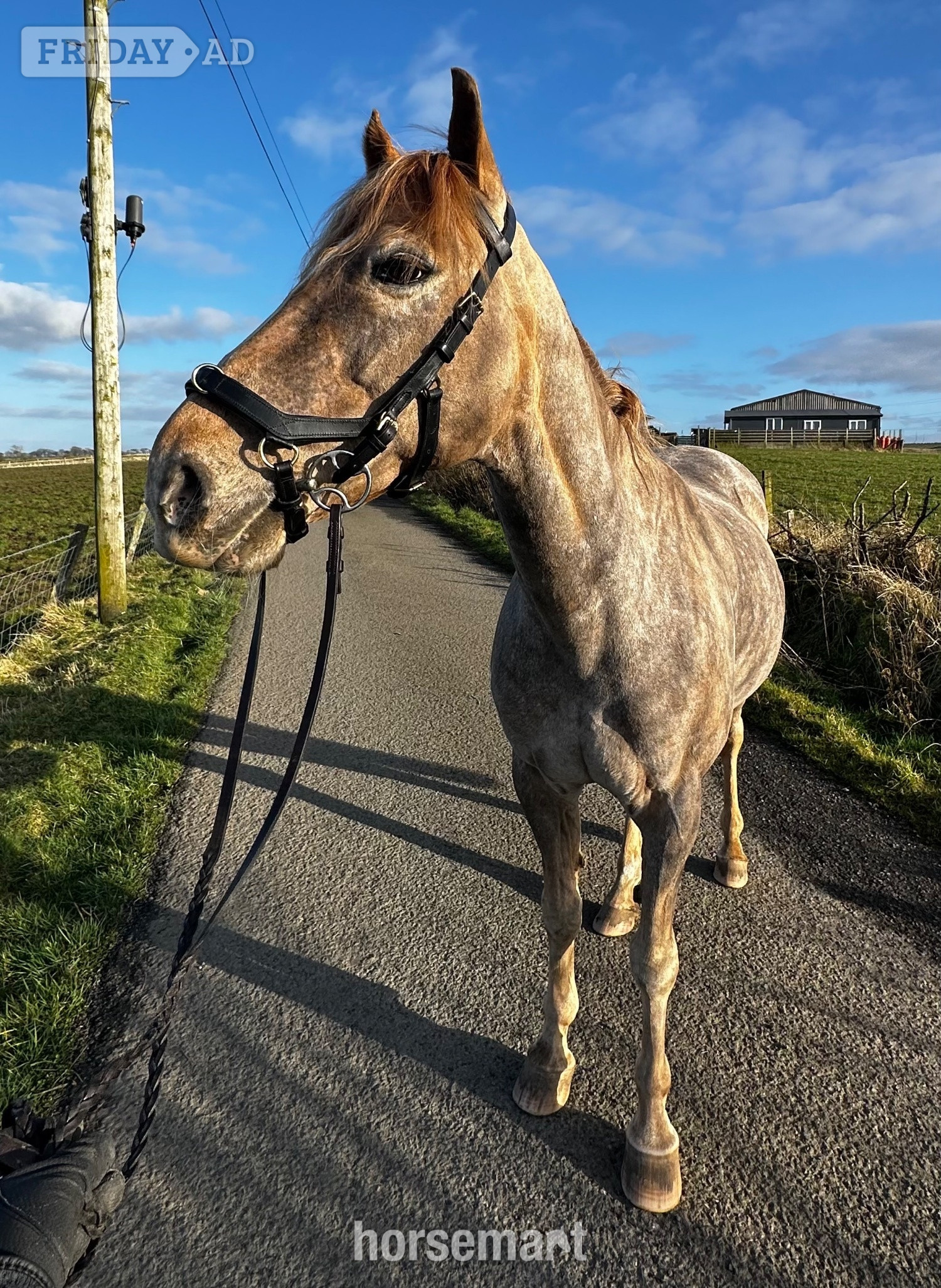 13hh strawberry roan gelding  in Ayr