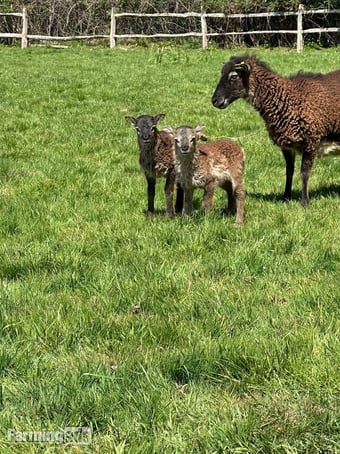 Soay sheep - ideal for smallholder / conservation grazing