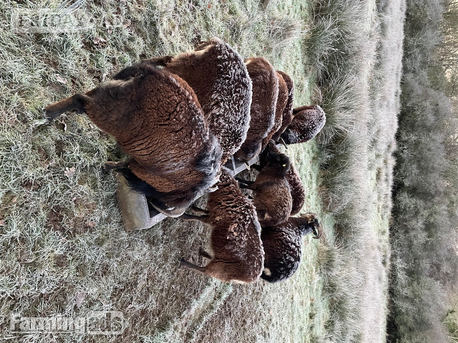 Lindfield Soay sheep - ideal for smallholder / conservation grazing