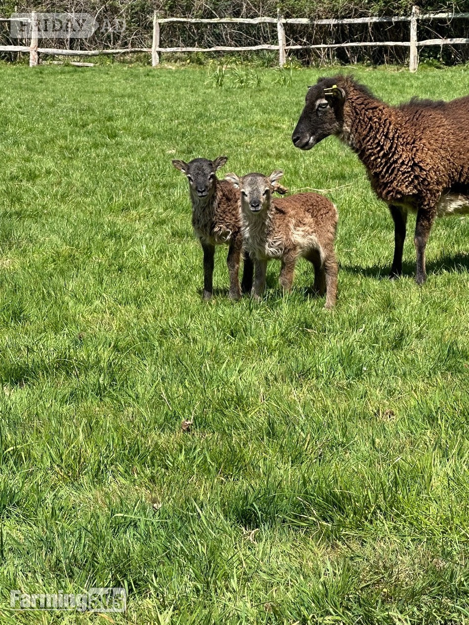 Soay sheep - ideal for smallholder / conservation grazing in Lindfield