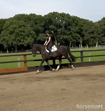 "Pancake" Dark Bay Mare All Rounder