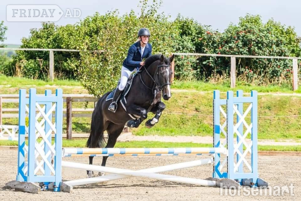 "Pancake" Dark Bay Mare All Rounder