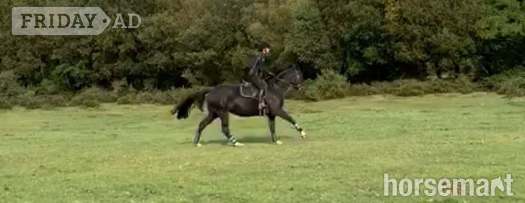Bashley "Pancake" Dark Bay Mare All Rounder