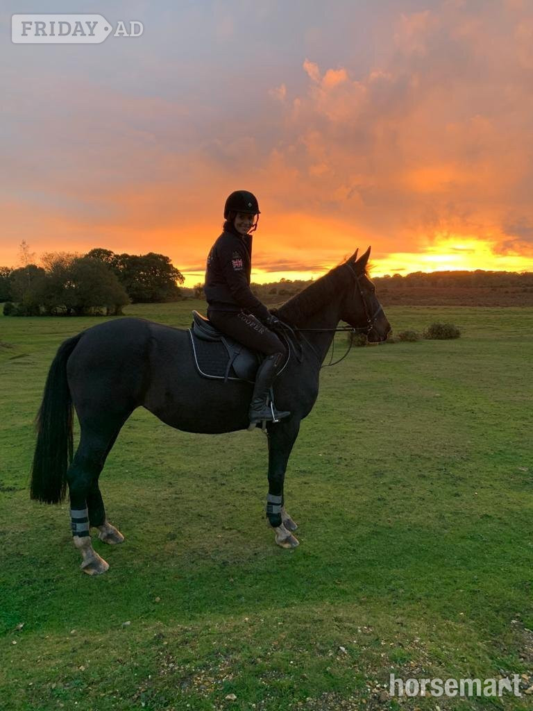 "Pancake" Dark Bay Mare All Rounder - Horses in Bashley