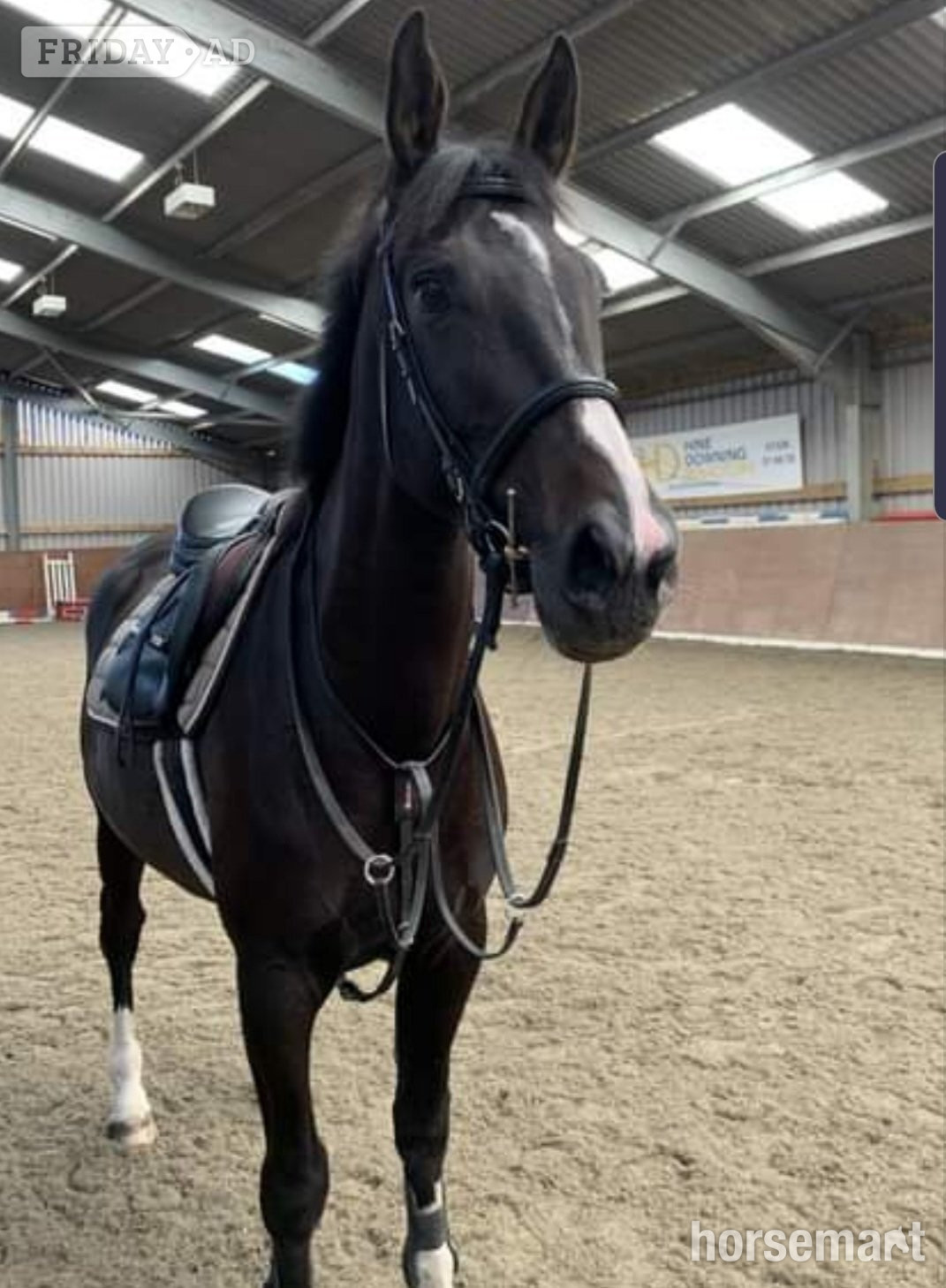 "Pancake" Dark Bay Mare All Rounder - Horses