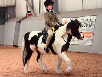 "Smartie " Skewbald Gelding Pony Club Pony