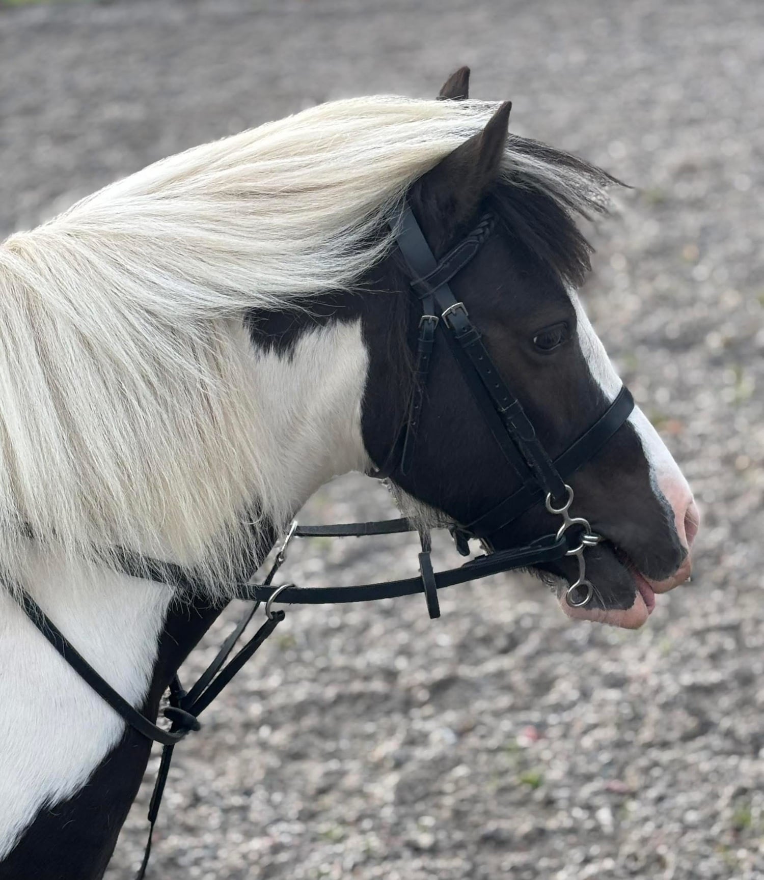 "Smartie " Skewbald Gelding Pony Club Pony