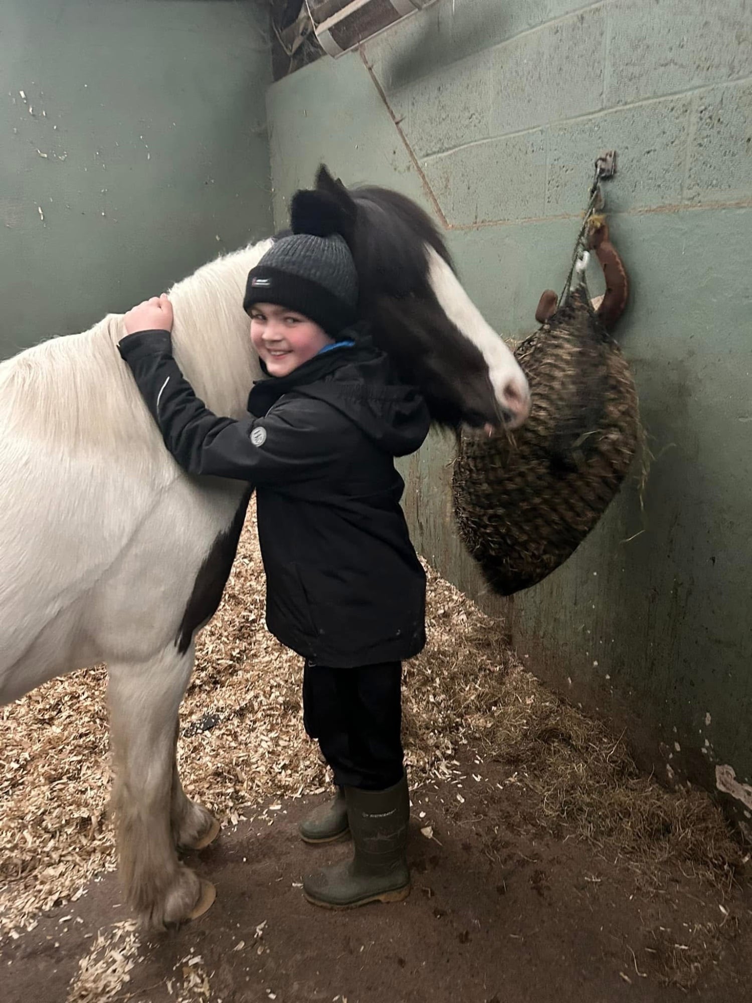 Forton "Smartie " Skewbald Gelding Pony Club Pony