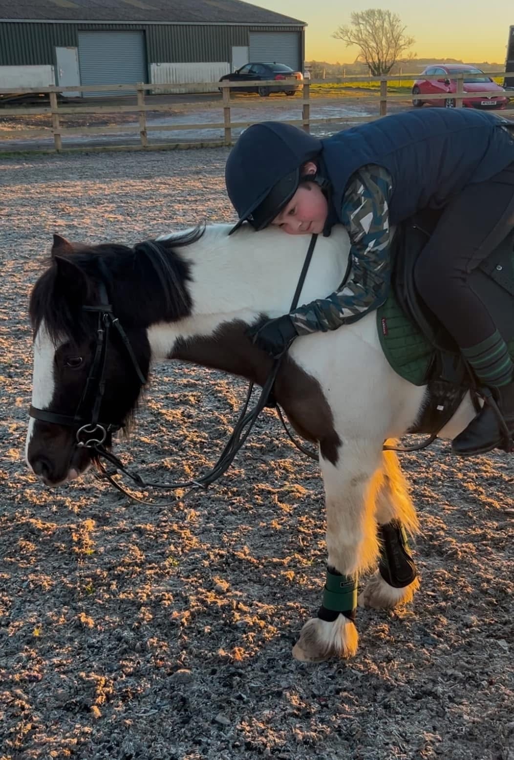 "Smartie " Skewbald Gelding Pony Club Pony - Horses
