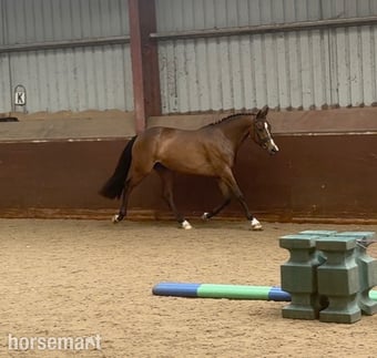 "Millrowes mountain high " Bay Mare Young Sport Horse