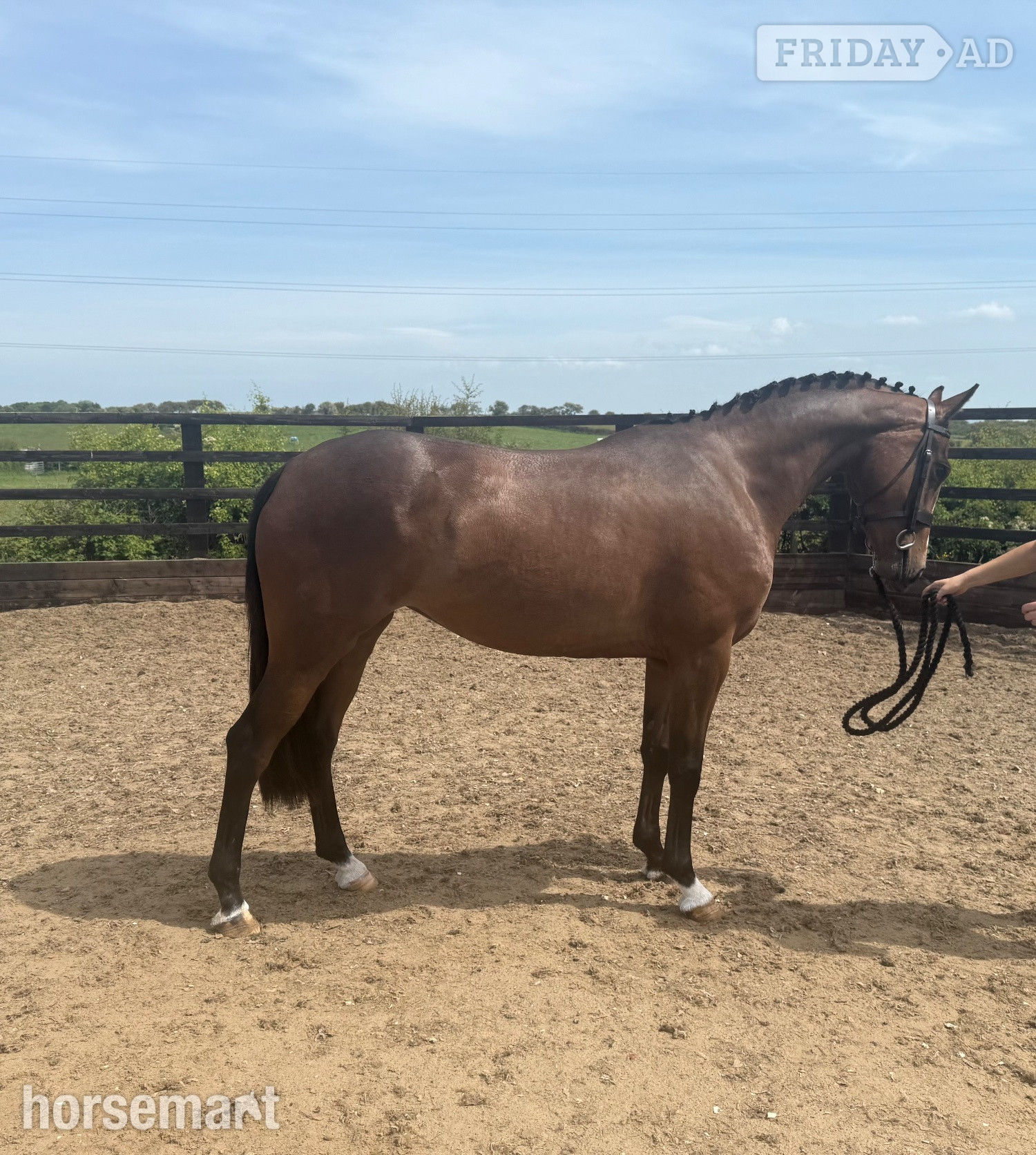"Millrowes mountain high " Bay Mare Young Sport Horse - Horses