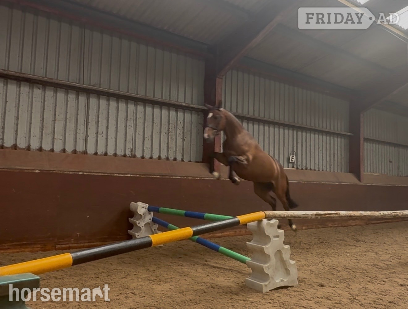 "Millrowes mountain high " Bay Mare Young Sport Horse - Horses in Staining