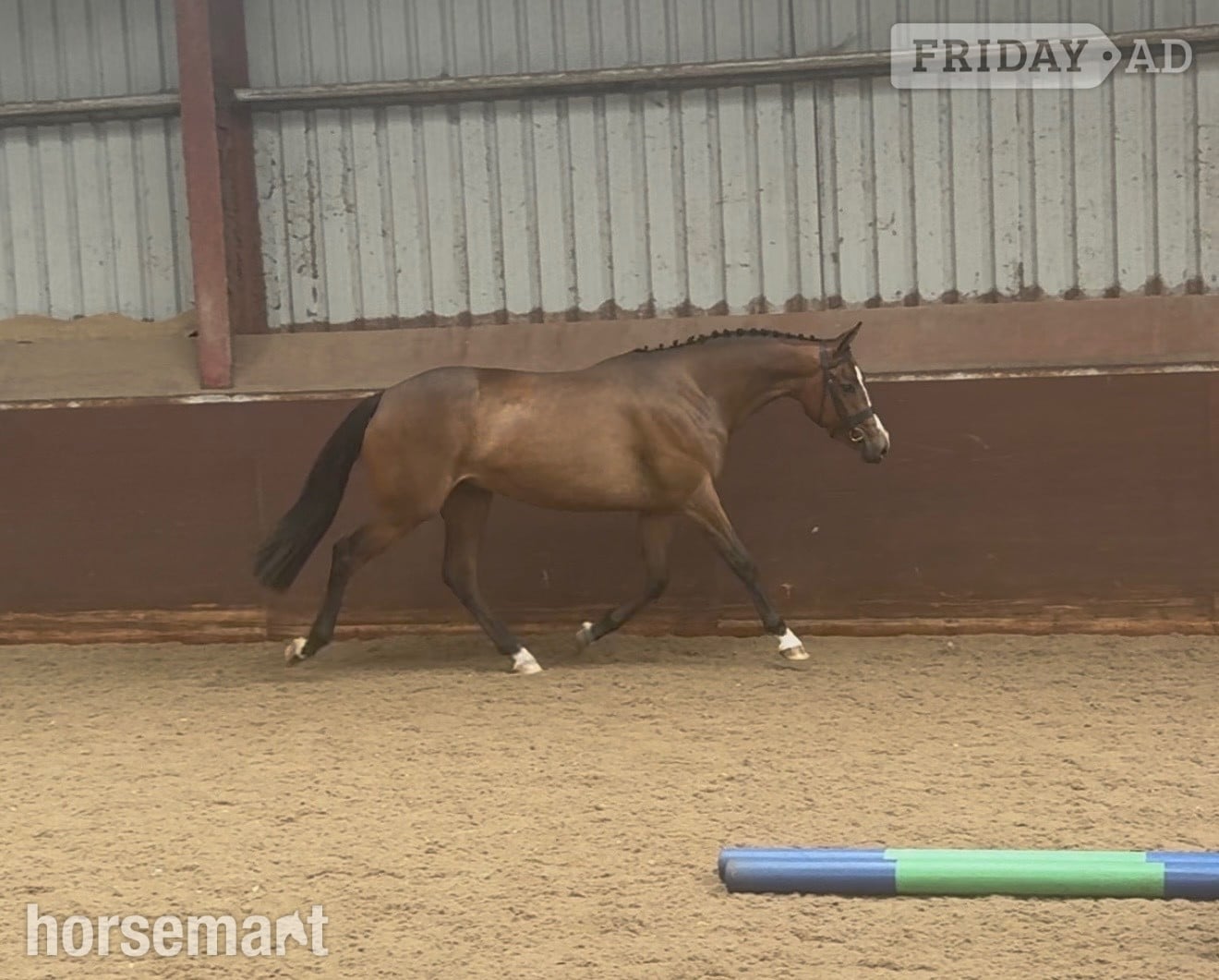 "Millrowes mountain high " Bay Mare Young Sport Horse