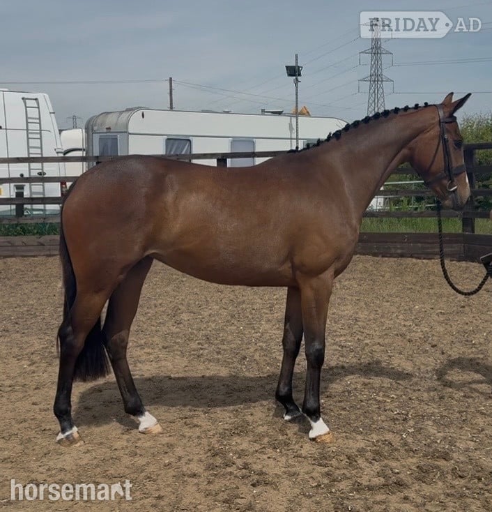 Staining "Millrowes mountain high " Bay Mare Young Sport Horse