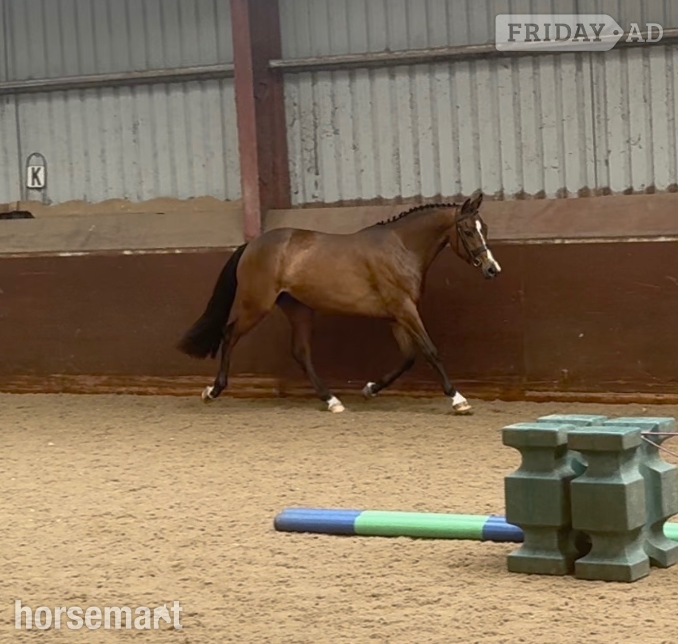 "Millrowes mountain high " Bay Mare Young Sport Horse in Staining