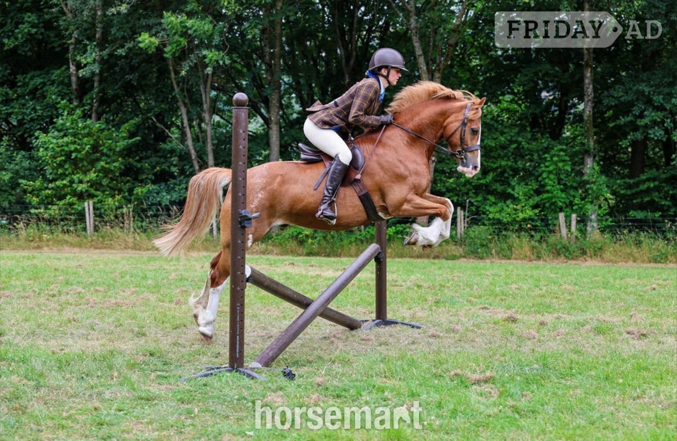 "PRINCE HARRY" Chestnut Gelding All Rounder in Rochdale