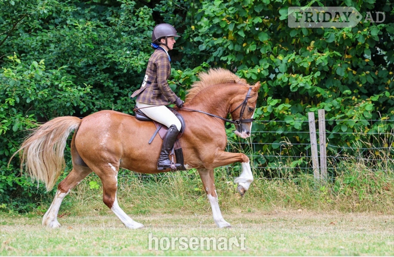 "PRINCE HARRY" Chestnut Gelding All Rounder